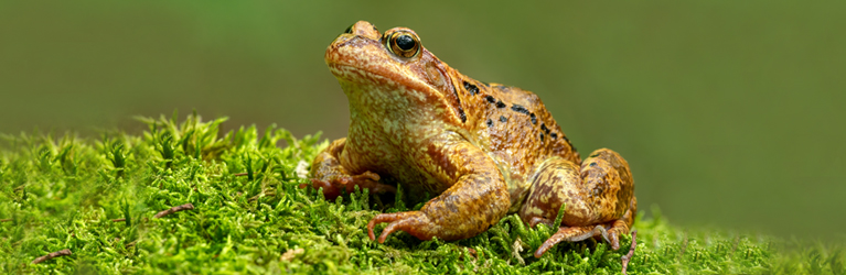 Amfibierne